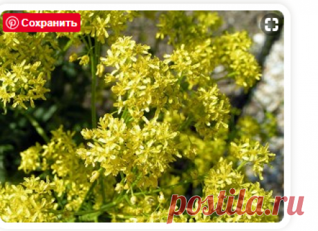 Вайда красильная - лечебные свойства, состав, заготовка, рецепты использования в народной медицине и косметологии