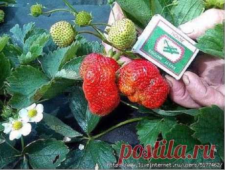 Дачные дела...) - Collections - Google+