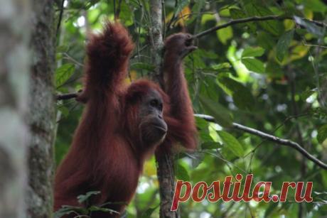 Орангутанги используют руки как мегафон | Все умницы