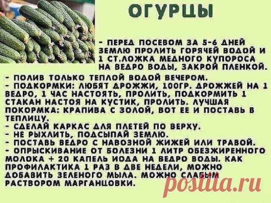 #ОвощеводствоПарники
Всем на заметку!