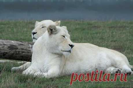 Белый лев – легенда африканских племен