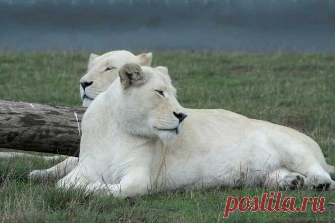 Белый лев – легенда африканских племен