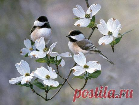 Картинки для декупажа, скрапа, коллажей | 981 фотография | ВКонтакте