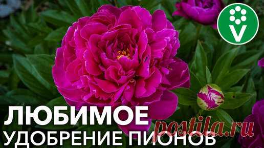 Пионы будут цвести долго огромными шапками, если провести эти подкормки до и после цветения | Procvetok | Дзен