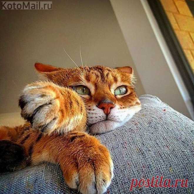 Мечтатель