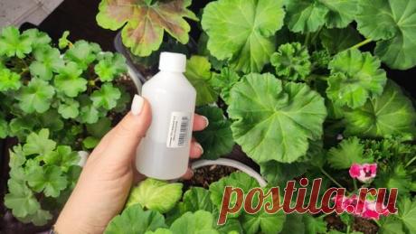 Срочно зимой сделай это с геранью, чтобы был здоровый, пышный кустик и к весне зацветет как не в себя | Садово - Цветочный Елены Николаевой | Дзен