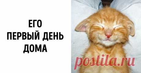 Ученые доказали, что рассматривание милых фотографий может улучшить личную жизнь. И вот 25 «улучшателей» . Милая Я