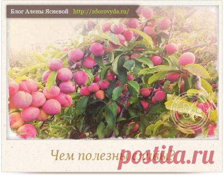 Чем полезны сливы для нашей красоты и здоровья - рецепты применения