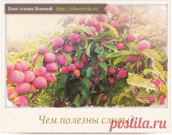 Чем полезны сливы для нашей красоты и здоровья - рецепты применения