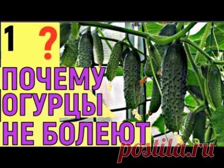 ОГУРЦЫ В ТЕПЛИЦЕ из поликарбоната Московская область С МАЯ ПО ОКТЯБРЬ