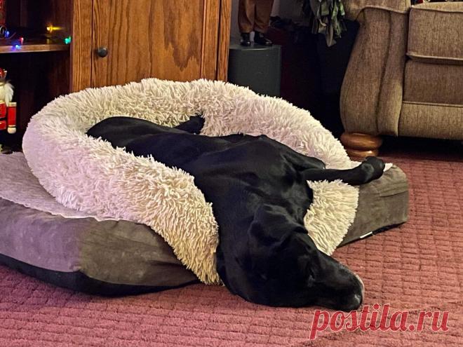 Ура, 2024! 10 питомцев, которые передают все настроение 1 января - Питомцы Mail.ru