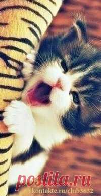 КОШКИ
