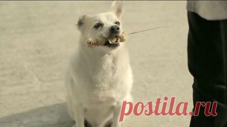 Дарите добро! Очень трогательное видео