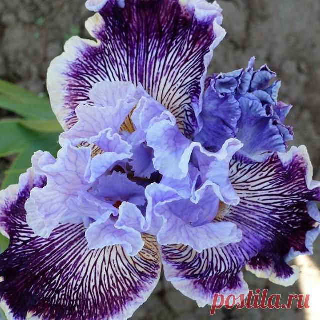 🌸Ирис Captain Thunderbolt👏😍
.
#цветы #растения #цветоводство #flowers #цветовод #Цветоводы
#садоводство  #этоинтересно #домашниецветы #советы #удивительные #красота #ухты #цветущие #необыкновенные #ирисы