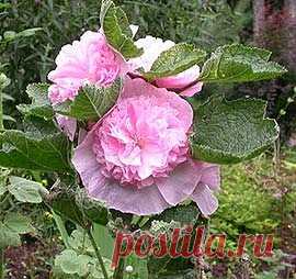 Русское название: мальва, шток-роза, просвирник, калачики. 
Родина: Северная Америка, Центральная Европа.Виды и сорта: Мальва (Malva). Около 30 видов многолетних трав, свойственных умеренным странам Старого Света и Северной Америки. В России около 20 видов, растущих преимущественно у жилья, по огородам и садам, как сорные травы в посевах на лугах и полях.Описание: Одно-, дву- или многолетние травы с длинночерешчатыми листьями. 
Цветки: по несколько в пазухах листьев, пурпуровые, лиловые, розовые