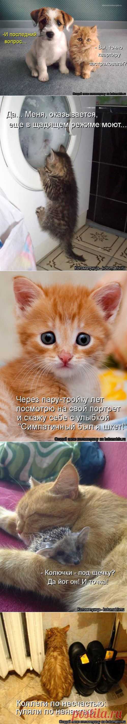 Новая котоматрица | Позитив в картинках и не только