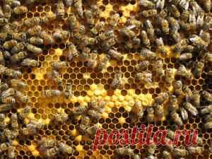 Уход за пчелами в апреле - что делать весной с пчелами