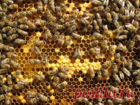 Уход за пчелами в апреле - что делать весной с пчелами