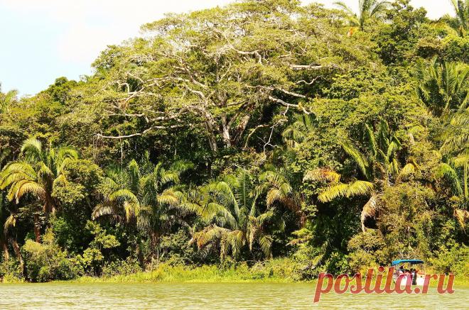 Рассказы от наших подписчиков. Капуцины – самые умные обезьяны - Путешествуем вместе