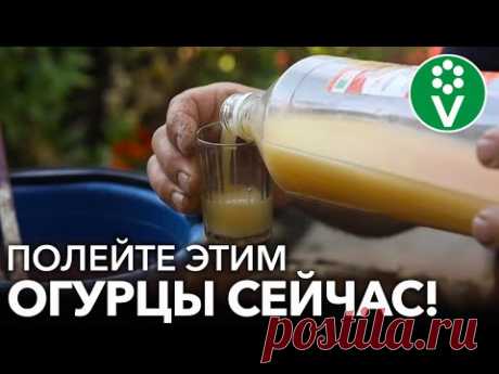 ОГУРЦЫ ОЖИВАЮТ, ЗЕЛЕНЕЮТ И ОБИЛЬНО ПЛОДОНОСЯТ ДО МОРОЗОВ, ЕСЛИ СДЕЛАТЬ ТАК В АВГУСТЕ