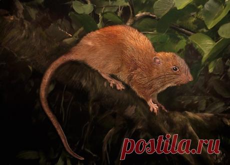 Впервые маммолог Тайрон Лейвери услышал о вике в 2010 году. Прошло 7 лет поисков – и легенды подтвердились. Знакомьтесь: это вика, гигантская крыса с Соломоновых островов.