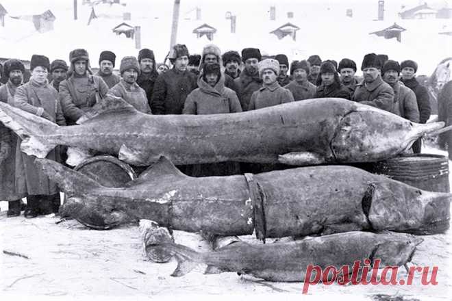 (1) Наш мир - удивительный , и красивый, весёлый и мудрый.
Улов на Волге в 1920-е годы!