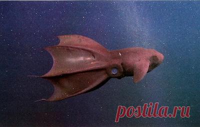 Адский кальмар-вампир и другие странные моллюски. Отрывок из книги о головоногих. В издательстве "Альпина нон-фикшн" выходит книга биолога Данны Стоф "Осьминоги, каракатицы, адские вампиры". ТАСС публикует отрывок об удивительных умениях, которые помогают моллюскам выжить