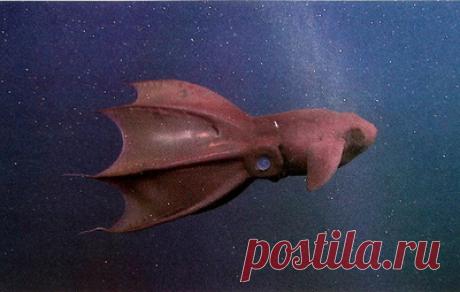 Адский кальмар-вампир и другие странные моллюски. Отрывок из книги о головоногих. В издательстве "Альпина нон-фикшн" выходит книга биолога Данны Стоф "Осьминоги, каракатицы, адские вампиры". ТАСС публикует отрывок об удивительных умениях, которые помогают моллюскам выжить