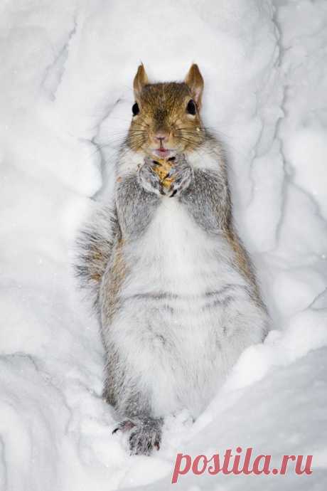 Snow Squirrel | Flickr - Photo Sharing!