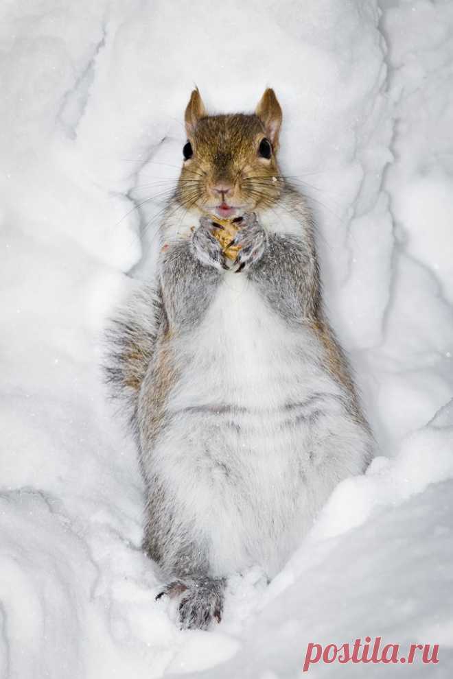 Snow Squirrel | Flickr - Photo Sharing!