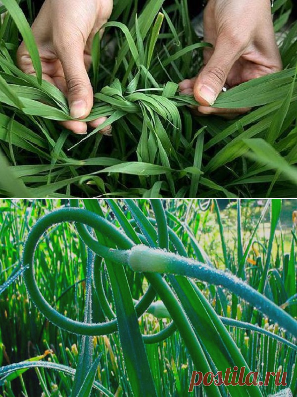 Когда завязывать листья чеснока в узел и нужно ли это делать?