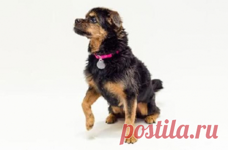 11 причин взять из приюта взрослую собаку вместо щенка / Питомцы