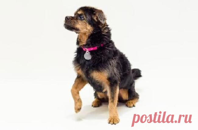 11 причин взять из приюта взрослую собаку вместо щенка / Питомцы