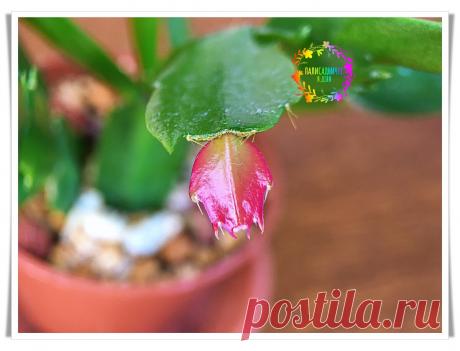 Пересаживаю декабристы в феврале, чтобы к маю цвели. Сохранить корни — залог успеха. Показываю, как делаю я. Без осечек | Палисадничек | Яндекс Дзен