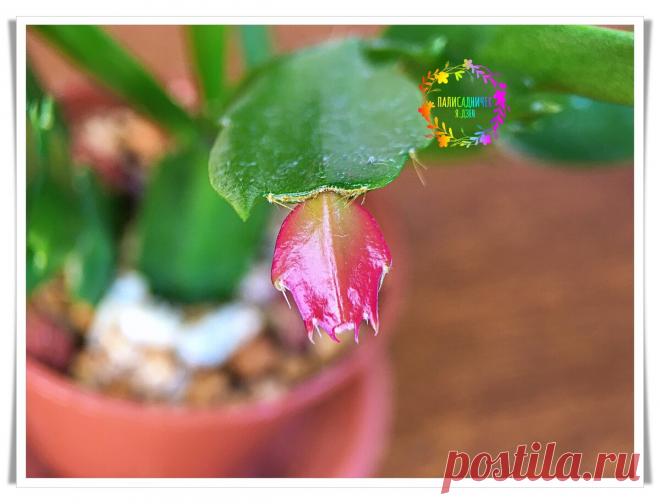 Пересаживаю декабристы в феврале, чтобы к маю цвели. Сохранить корни — залог успеха. Показываю, как делаю я. Без осечек | Палисадничек | Яндекс Дзен