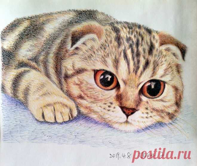 портрет шотландской вислоухой кошки J Kong | ArtWanted.com