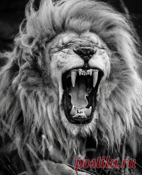 Фотографии «поющих» львов, носорогов и потрясающего тигра