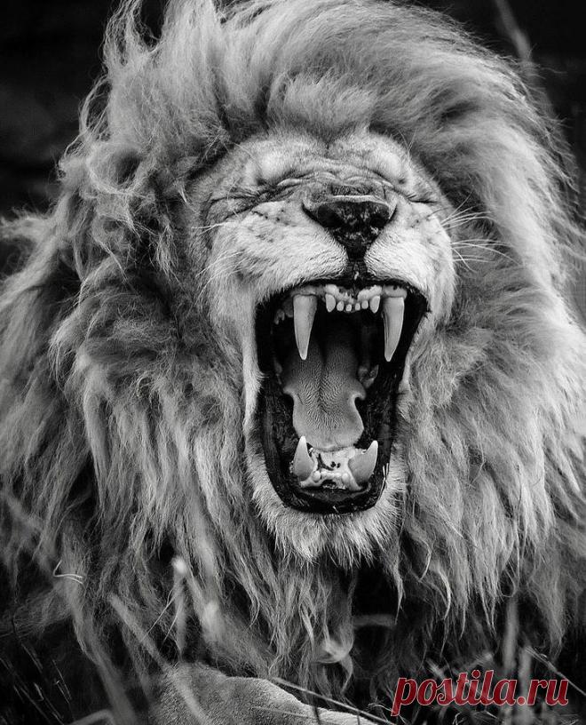 Фотографии «поющих» львов, носорогов и потрясающего тигра