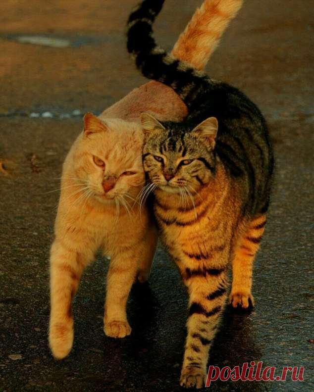 Пуси-пуси юмор для девушек и женщин. Подборка прикольных картинок и фото №ofigennaja-46360303122019 | Офигенная