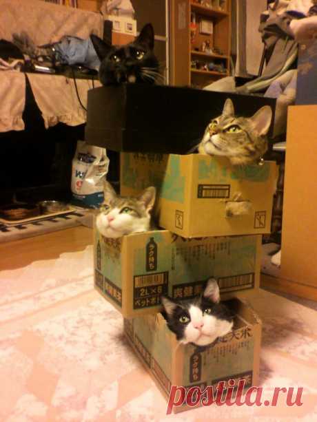 Кошкин дом.