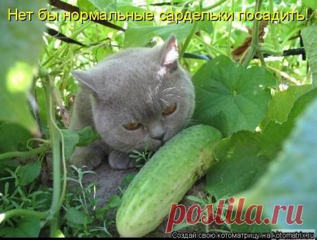 ДАЧНЫЕ ИСТОРИИ.