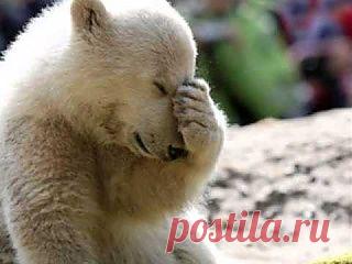 МЕДВЕЖОНОК КНУТ!