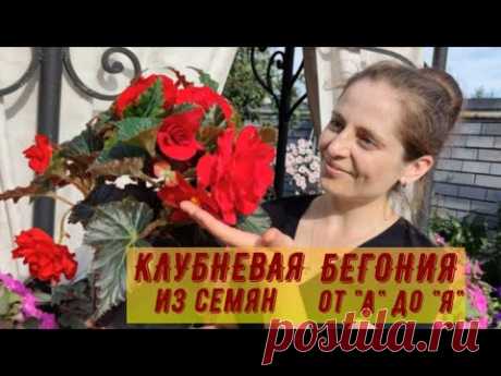 КЛУБНЕВАЯ БЕГОНИЯ ИЗ СЕМЯН ОТ А ДО Я