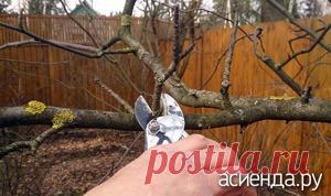 Осенняя обрезка плодоносящих деревьев / Асиенда.ру