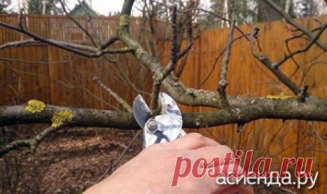 Осенняя обрезка плодоносящих деревьев / Асиенда.ру