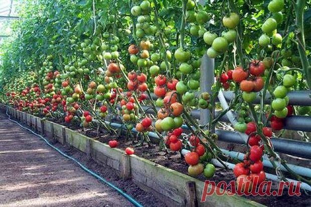 Невероятно высокий урожай помидоров