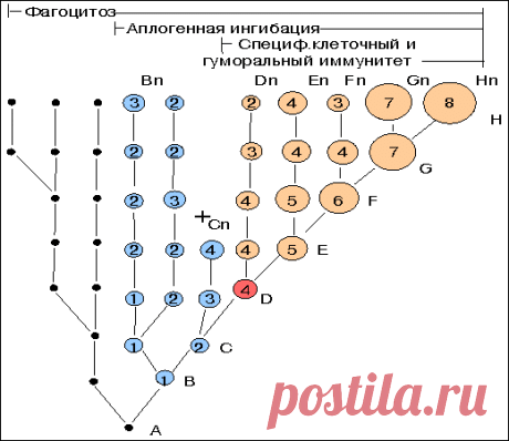 ДЕСЕНСИБИЛИЗАЦИЯ (подавление аллергии)