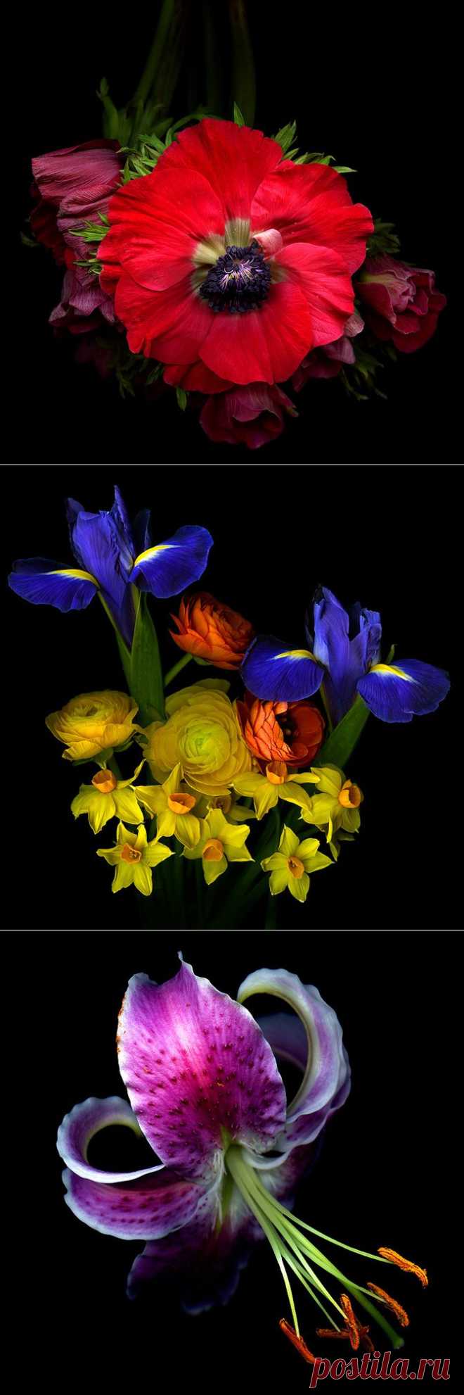 (+1) тема - Фотограф Magda indigo и ее цветы... | УДИВИТЕЛЬНОЕ