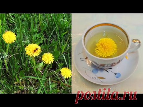 Глаза и зрение. Одуванчик - цветок 🌞 Солнца. ﻿Заготовка 🌻 цветков. "Золотой" 🍵 чай.