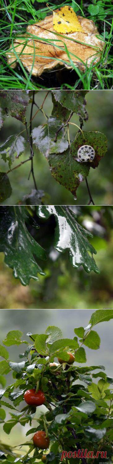 STRELOGOS: стихи и проза - Стихи